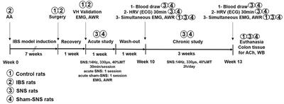 Neuro-Immune Modulation Effects of Sacral Nerve Stimulation for Visceral Hypersensitivity in Rats